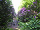 Rhododendron-Allee