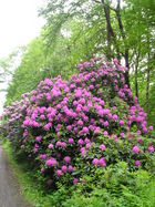 Rhododendron Allee