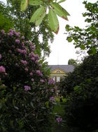Rhododendron-Allee
